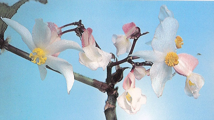 B. platanifolia var. acuminatissima